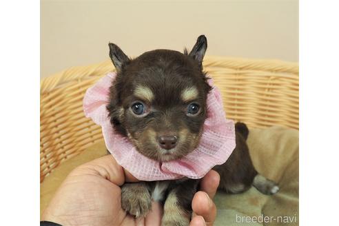 成約済の埼玉県のチワワ(ロングコート)-156070の1枚目